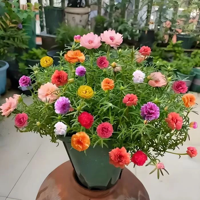 【拍一发三十】混色重瓣太阳花苗花期带花苞阳台庭院四季绿植花卉