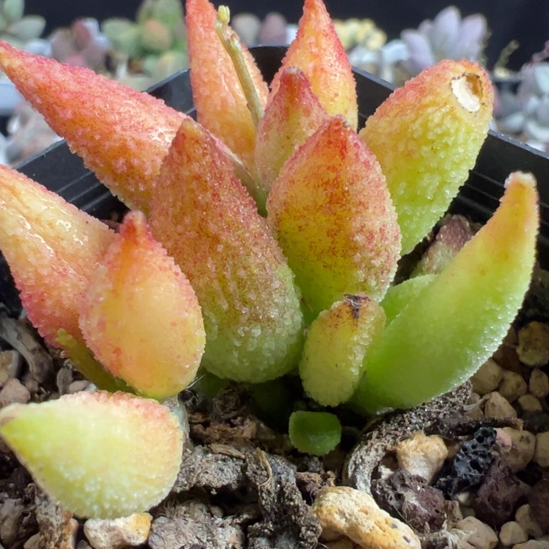 无花朵实生季节性锦多头纯木质桩多肉植物