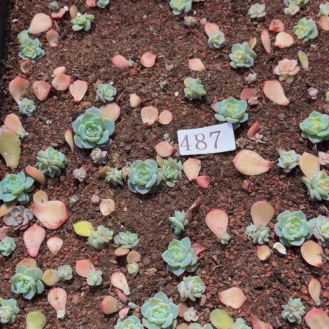 多肉植物多肉植物487