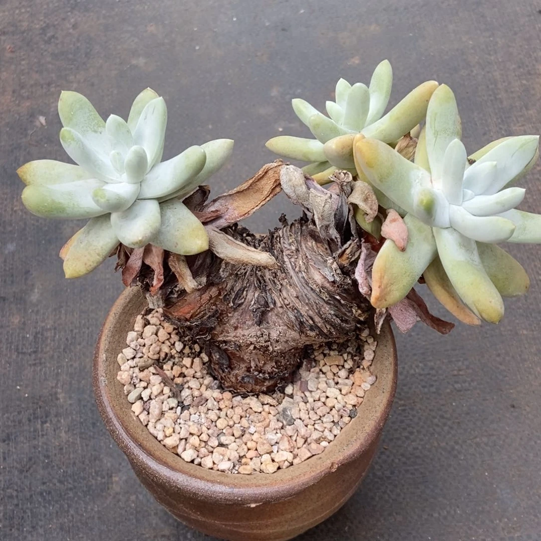 大***?福利处理多肉植物