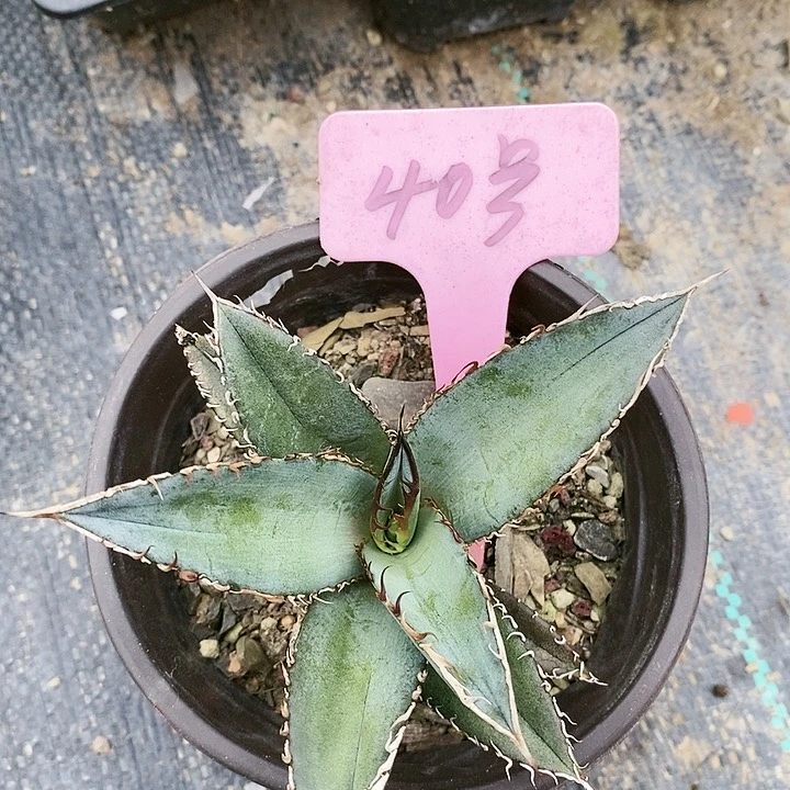 【闪购商品】无花朵龙舌兰绿肌仁王冠三单包邮