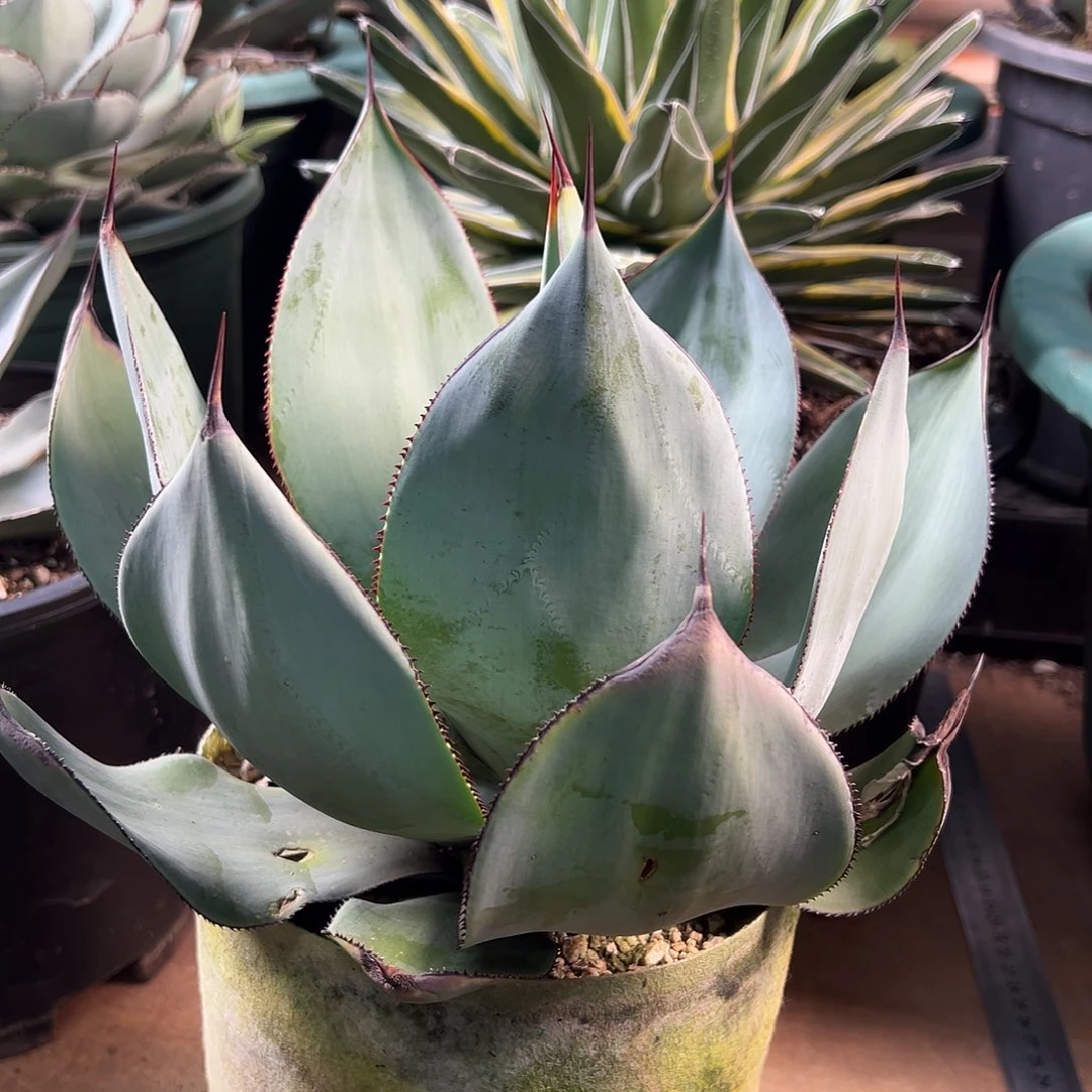 无花朵多肉植物白狐龙舌兰