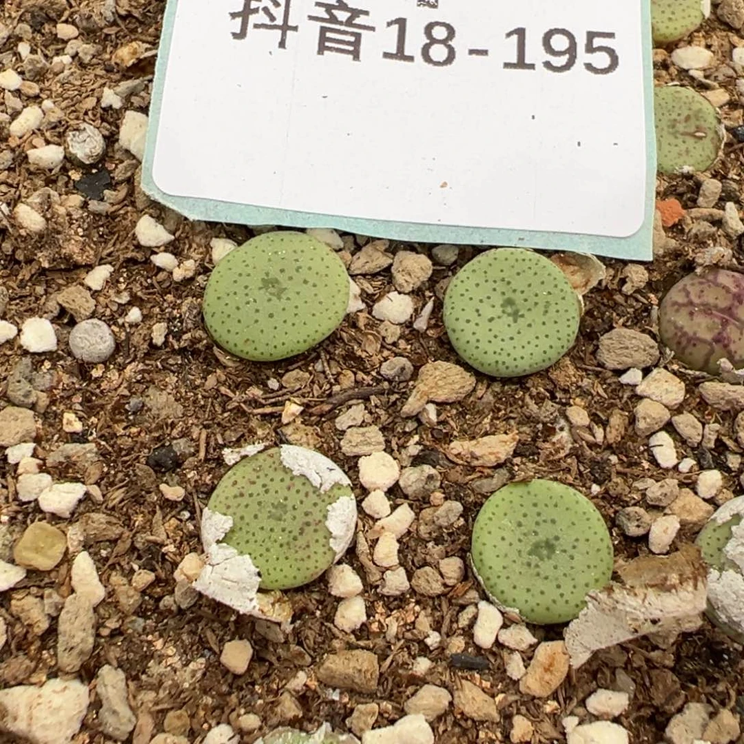 18-195量拍芝麻大饼5颗