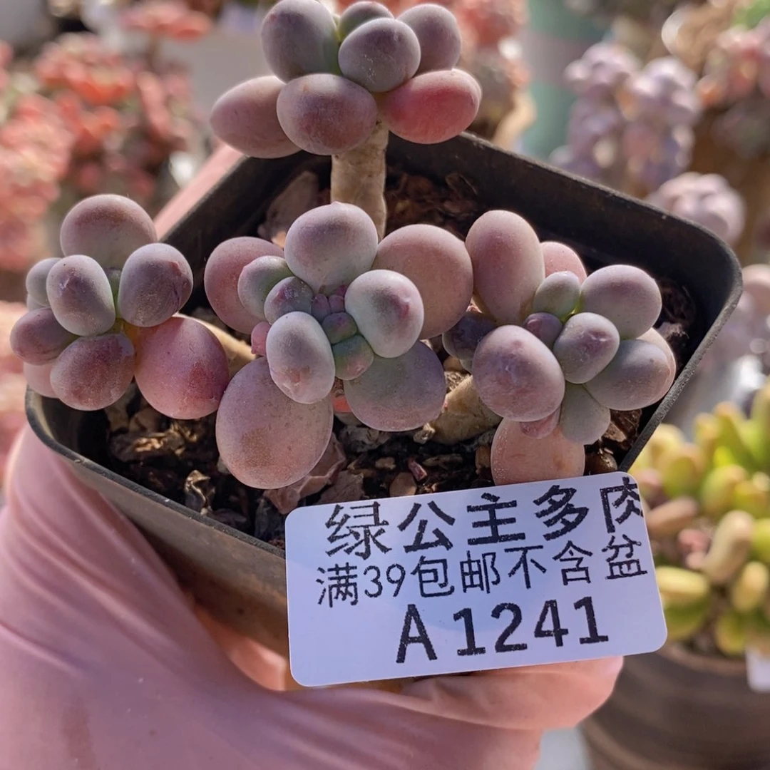 一代苹果奶老桩6cm1241多肉植物