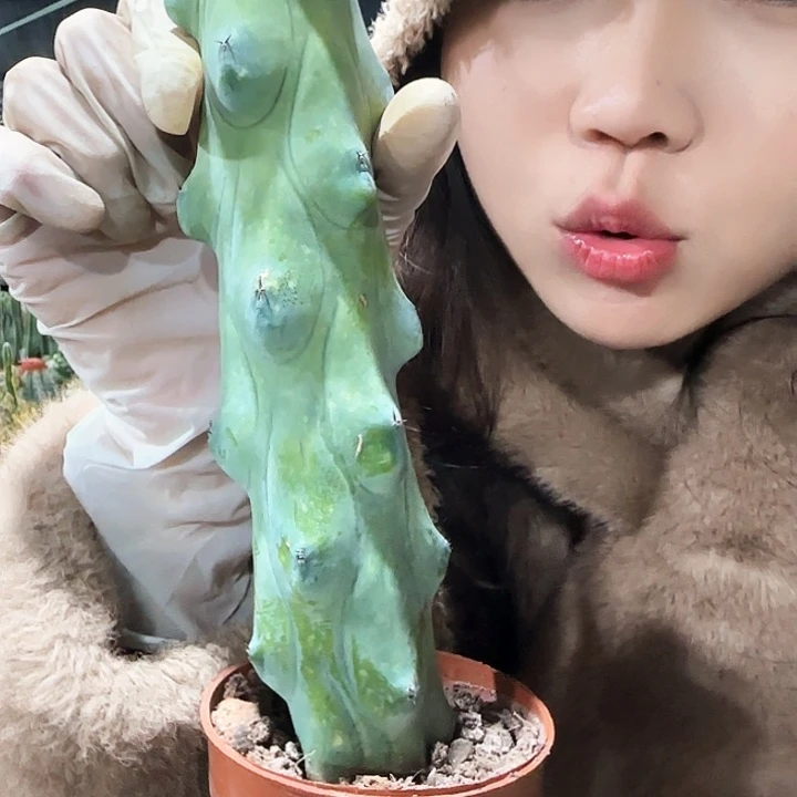 福禄寿111111111111