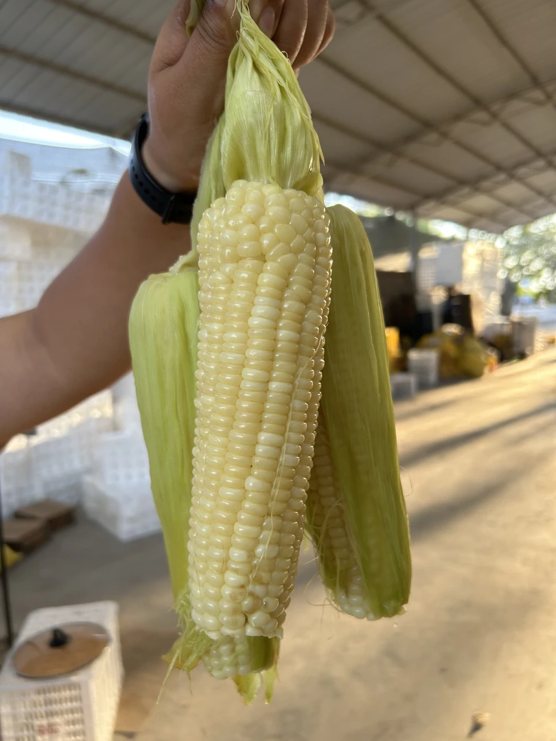 【顺丰包邮】宁夏白糯玉米香甜2025新货现摘现发
