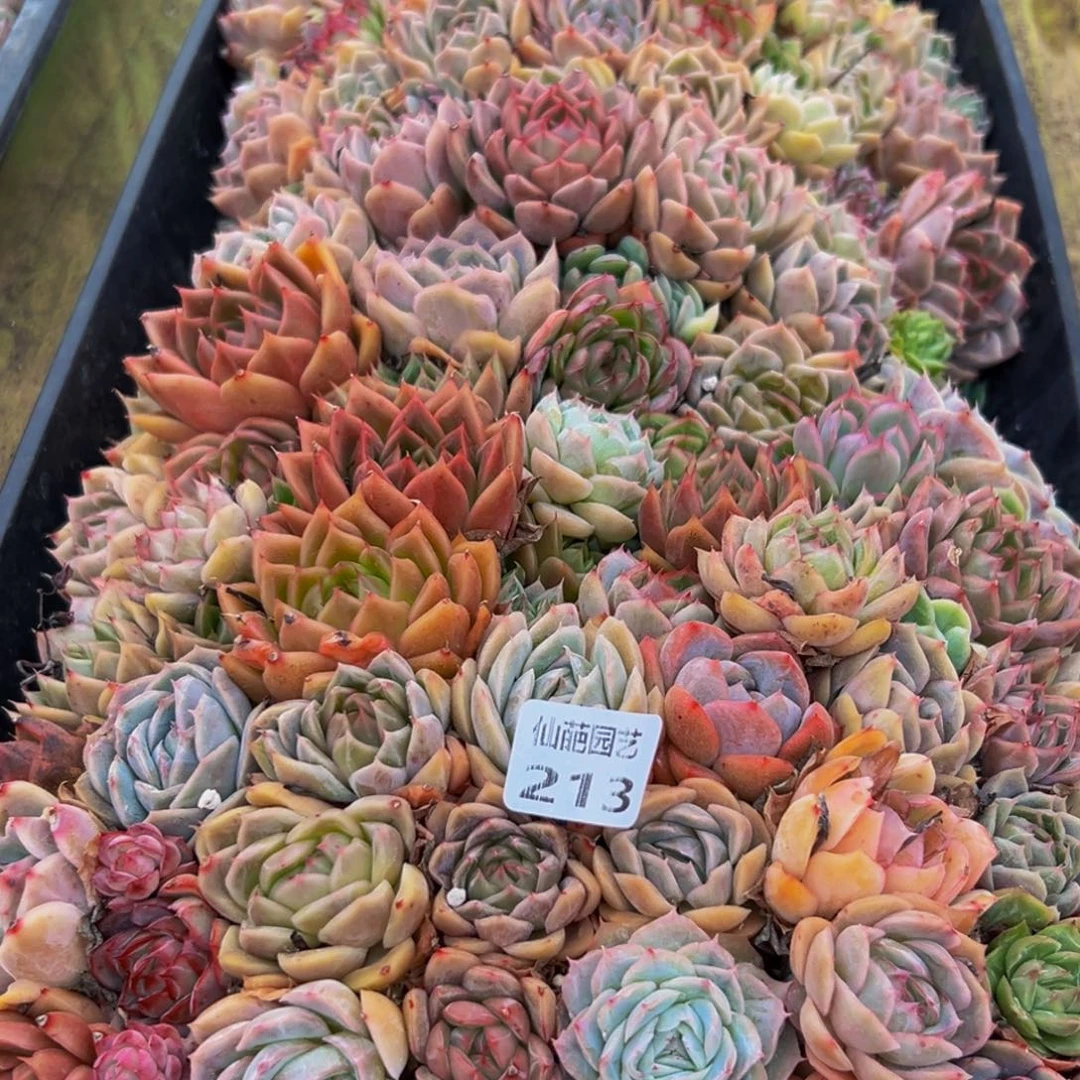 213点多先到先得断断续续谢谢