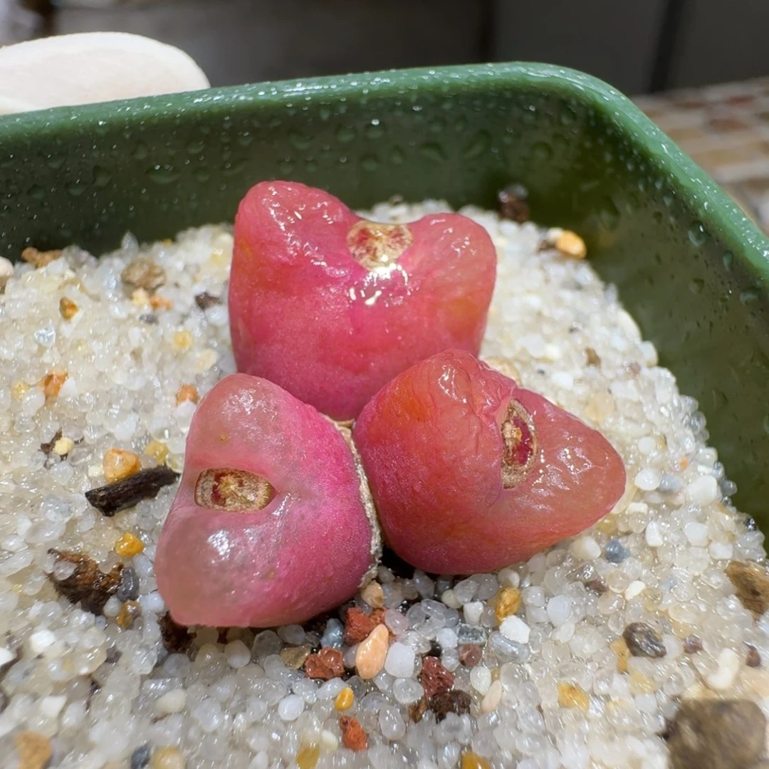 0211-62红李子肉锥