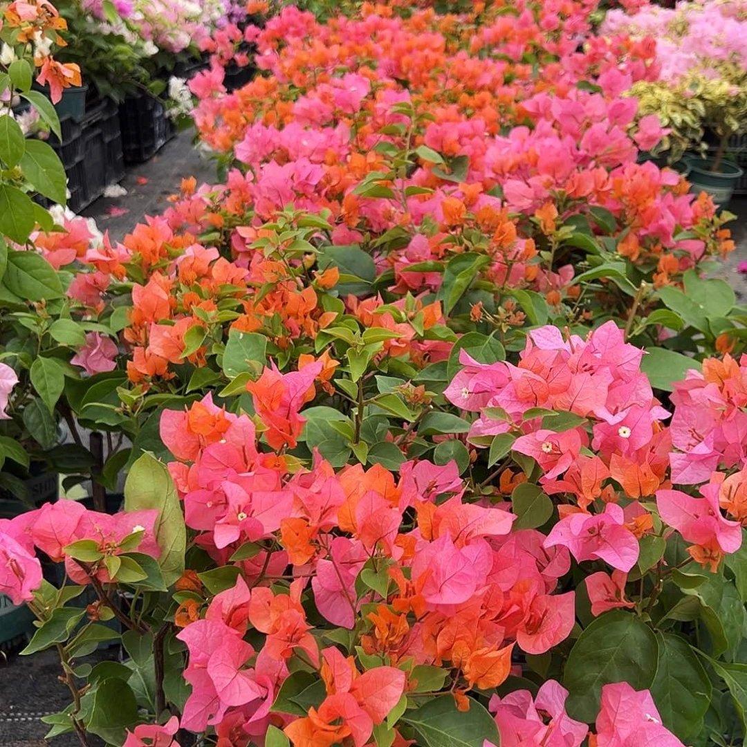 大部分花苞少量开放波妹掌中宝一颗