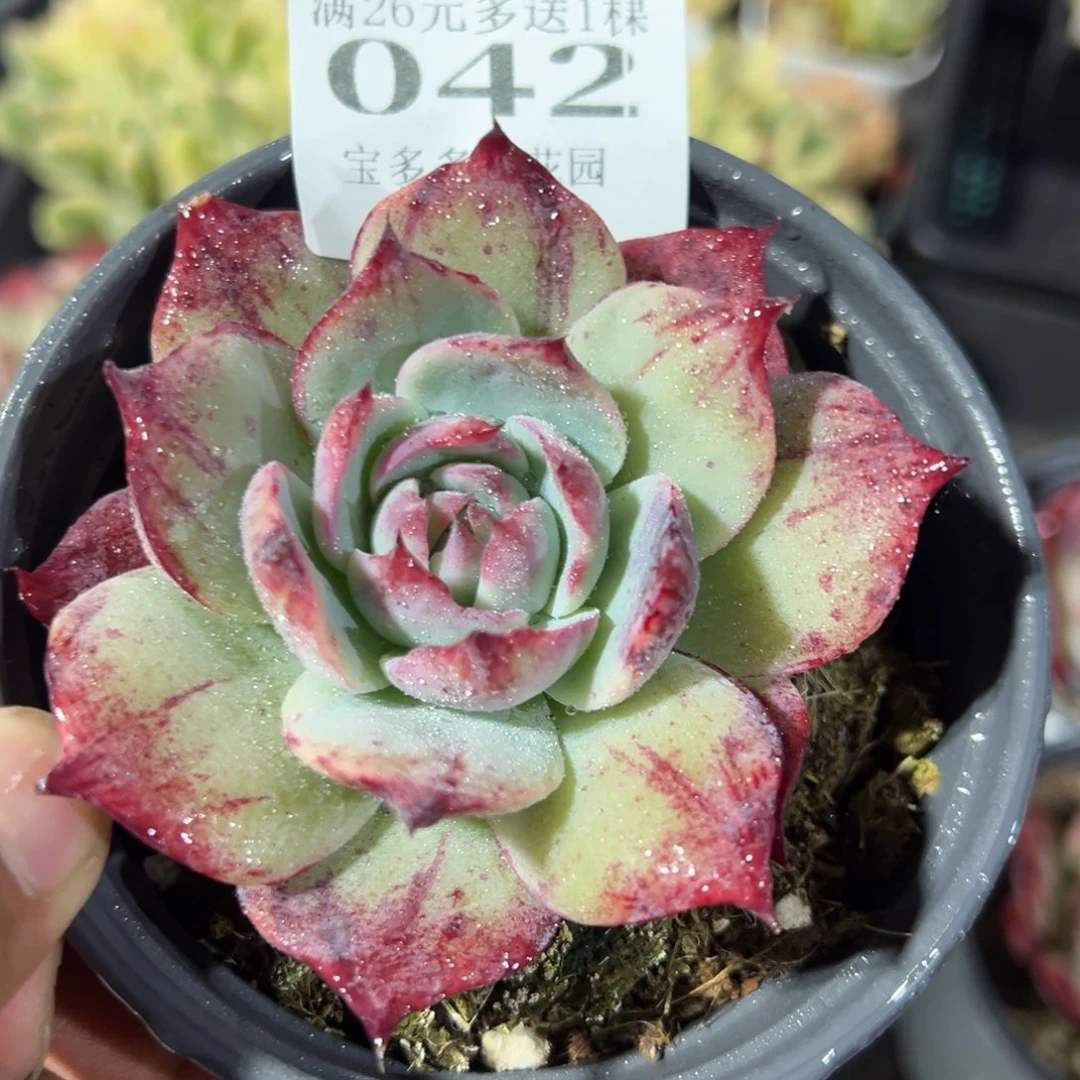 042号拉丝惊鸿仙子一物一拍满18包邮