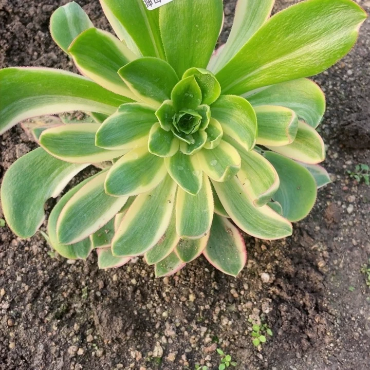 桃***姑374青莲多肉12345678