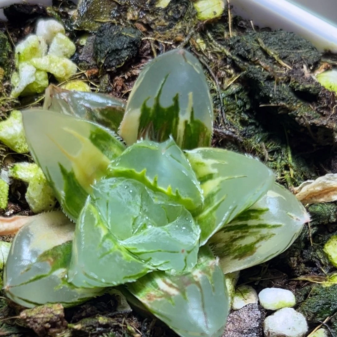 恭喜发财大吉大利0200