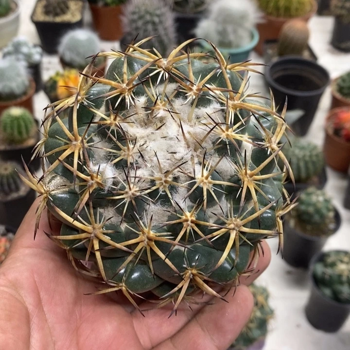 实生大号天丝象牙