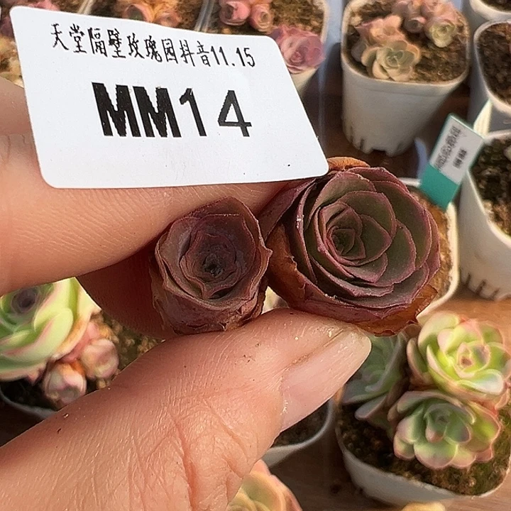 苗苗14山地玫瑰多肉植物