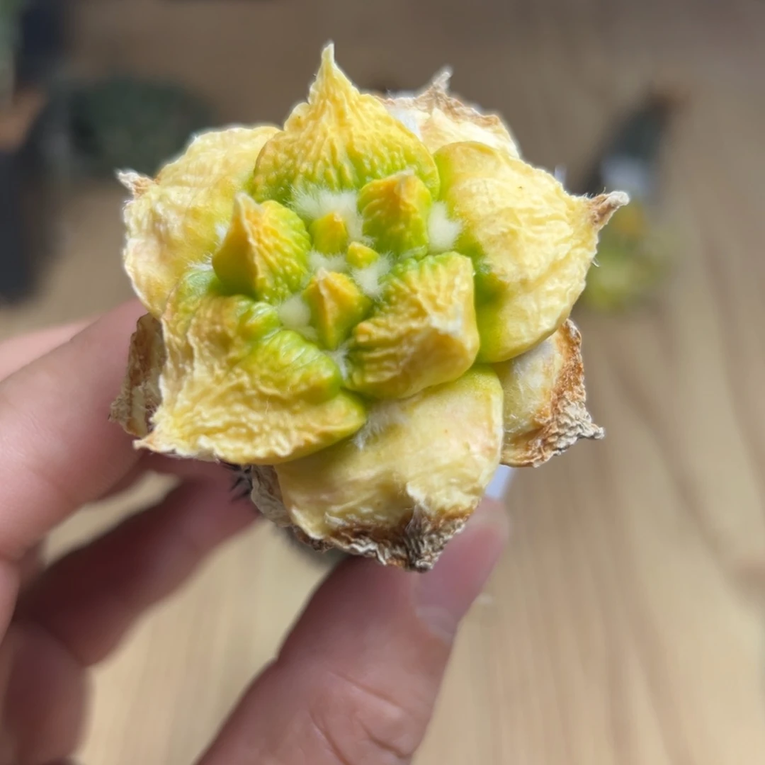 思***墨206 仙人球的牡丹