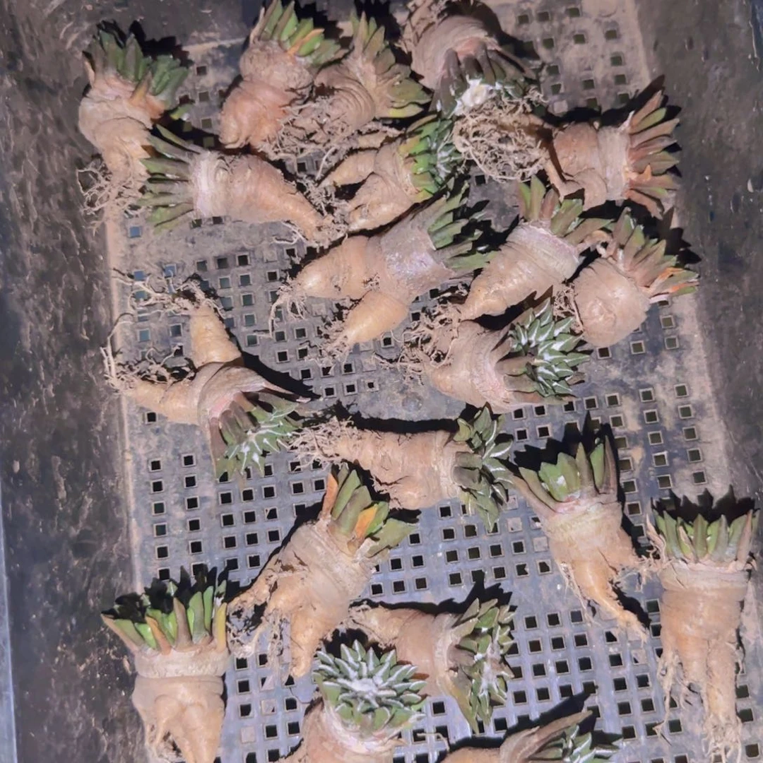 块根植物块根植物