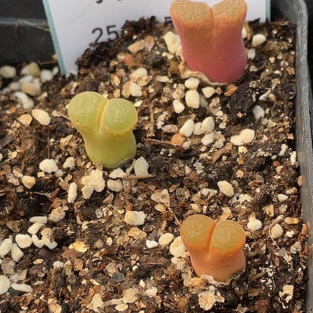 22-66风铃多肉植物