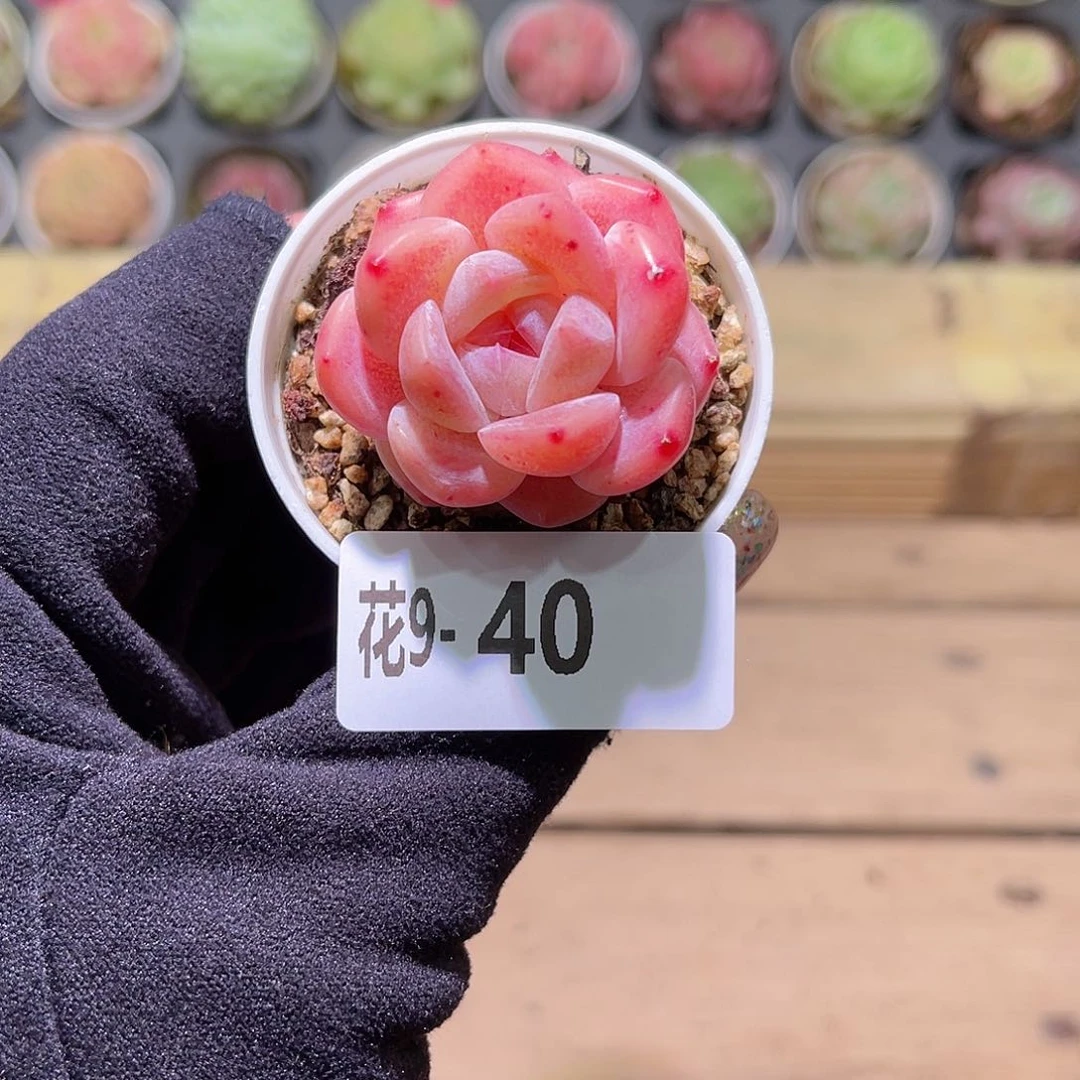 花利美9-40冰娃娃