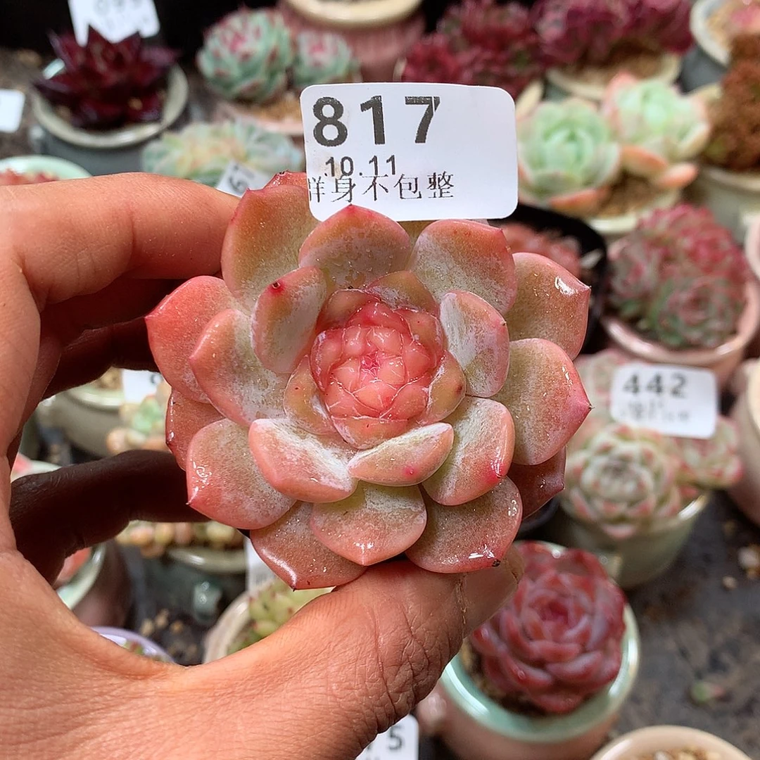 精控拇指盆10.12817