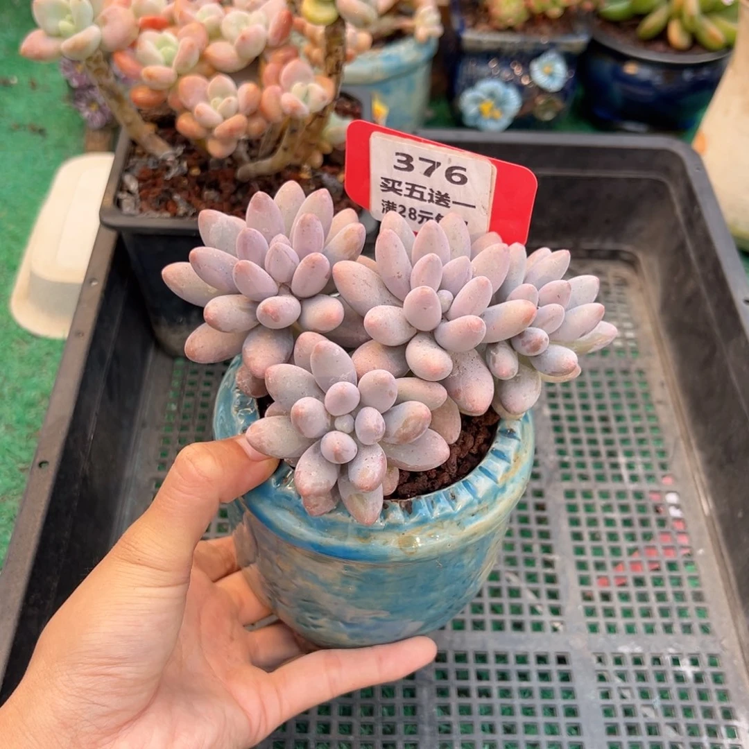 表妹精品多肉植物376.