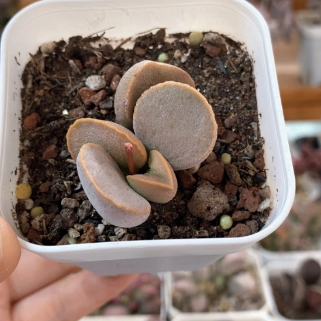 【闪购商品】无花朵