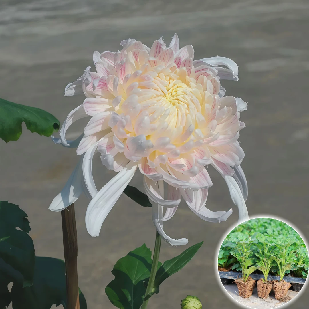 【仙女】新鲜菊花苗带原土室内外超大花花卉优质苗易养活绿植多年生