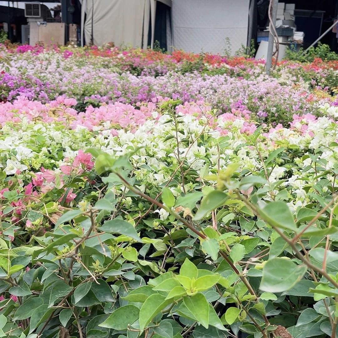 大部分开放少量花苞钵钵鸡三角梅一颗