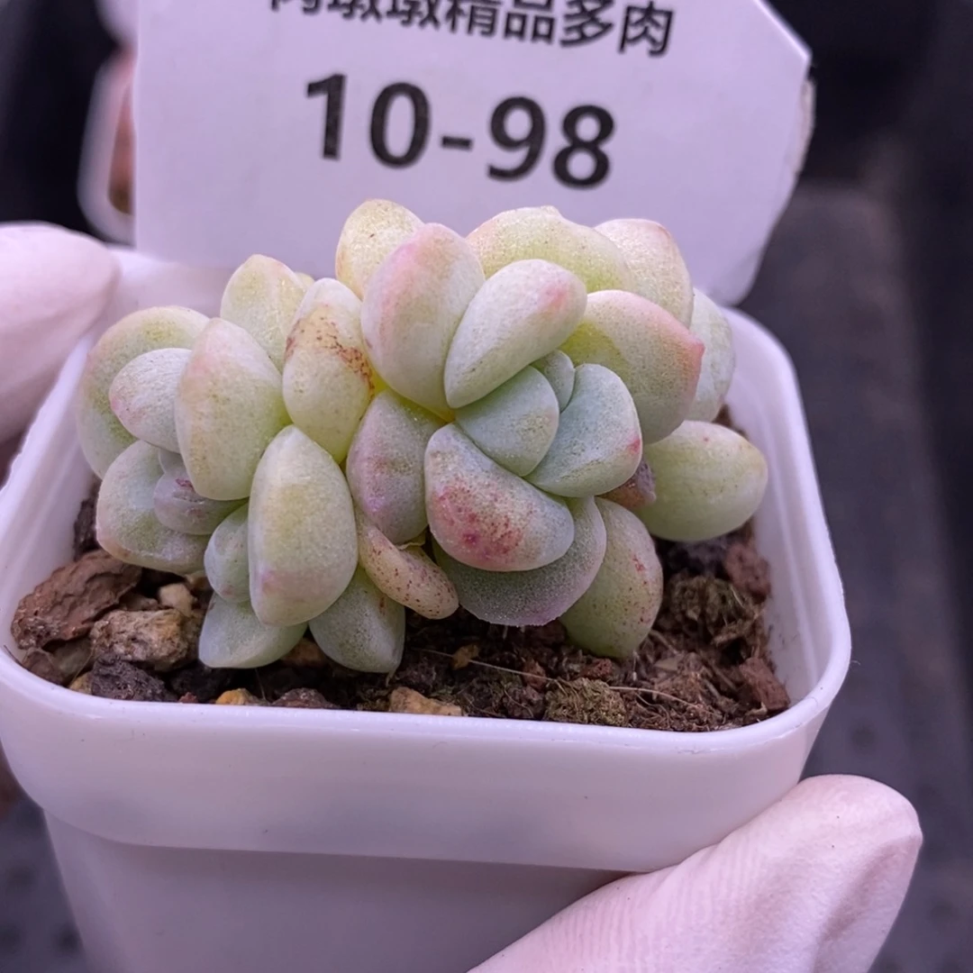 【闪购商品】10-98冰玉石化