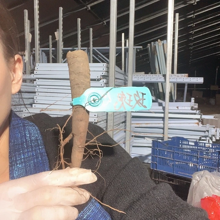 当前无花栽培后可以开花玫瑰心根