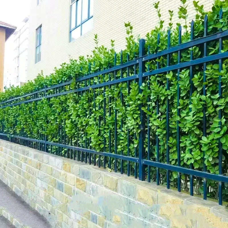 北海道黄杨苗大叶冬青苗四季常青庭院围墙栏耐寒植物篱笆树苗