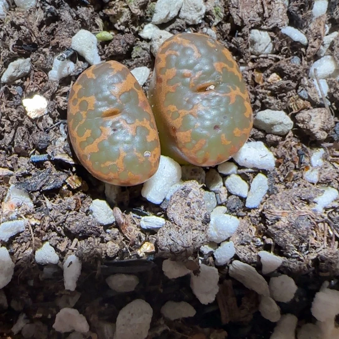 肉锥多肉植物百科-泡泡勋312