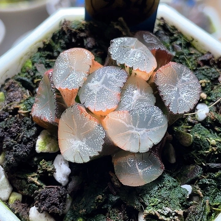 鹤*?934风之谷完美锦一物