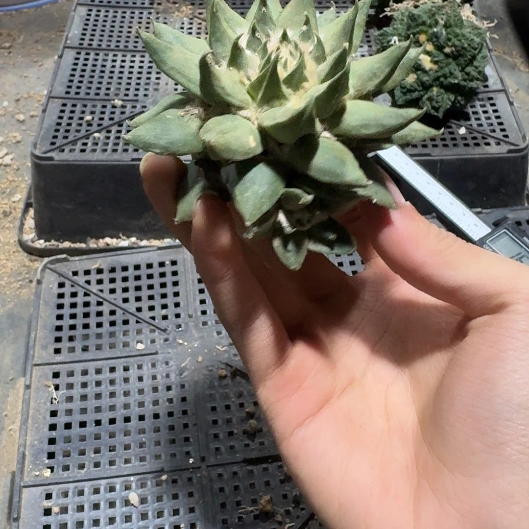 024号仙人球小萝卜根