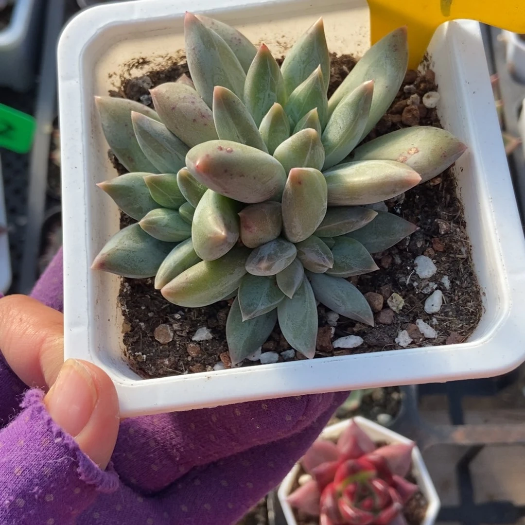 919重楼多肉植物多肉