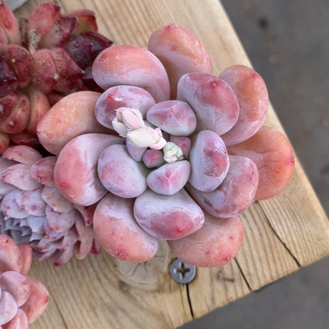 可问主播品种，下滑链接更多品种多肉植物选择