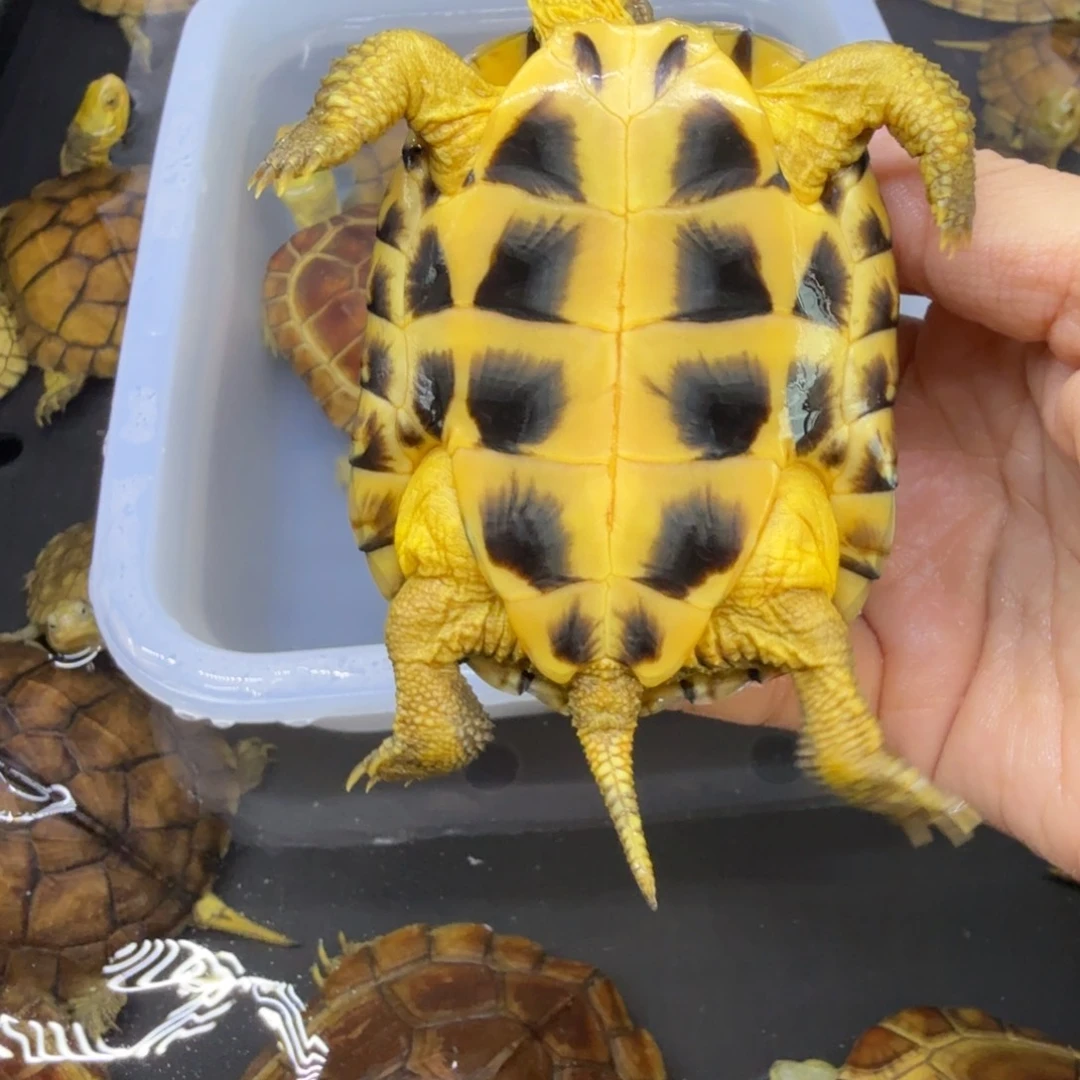 阿***界公母搭配宠物龟背甲8.5