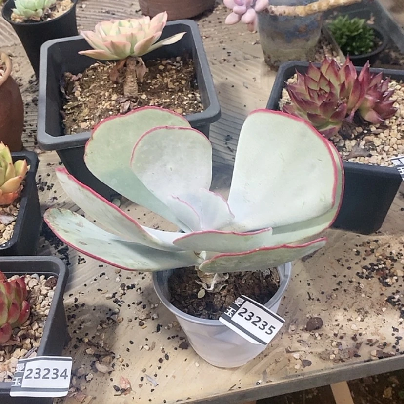 【闪购商品】白眉23235