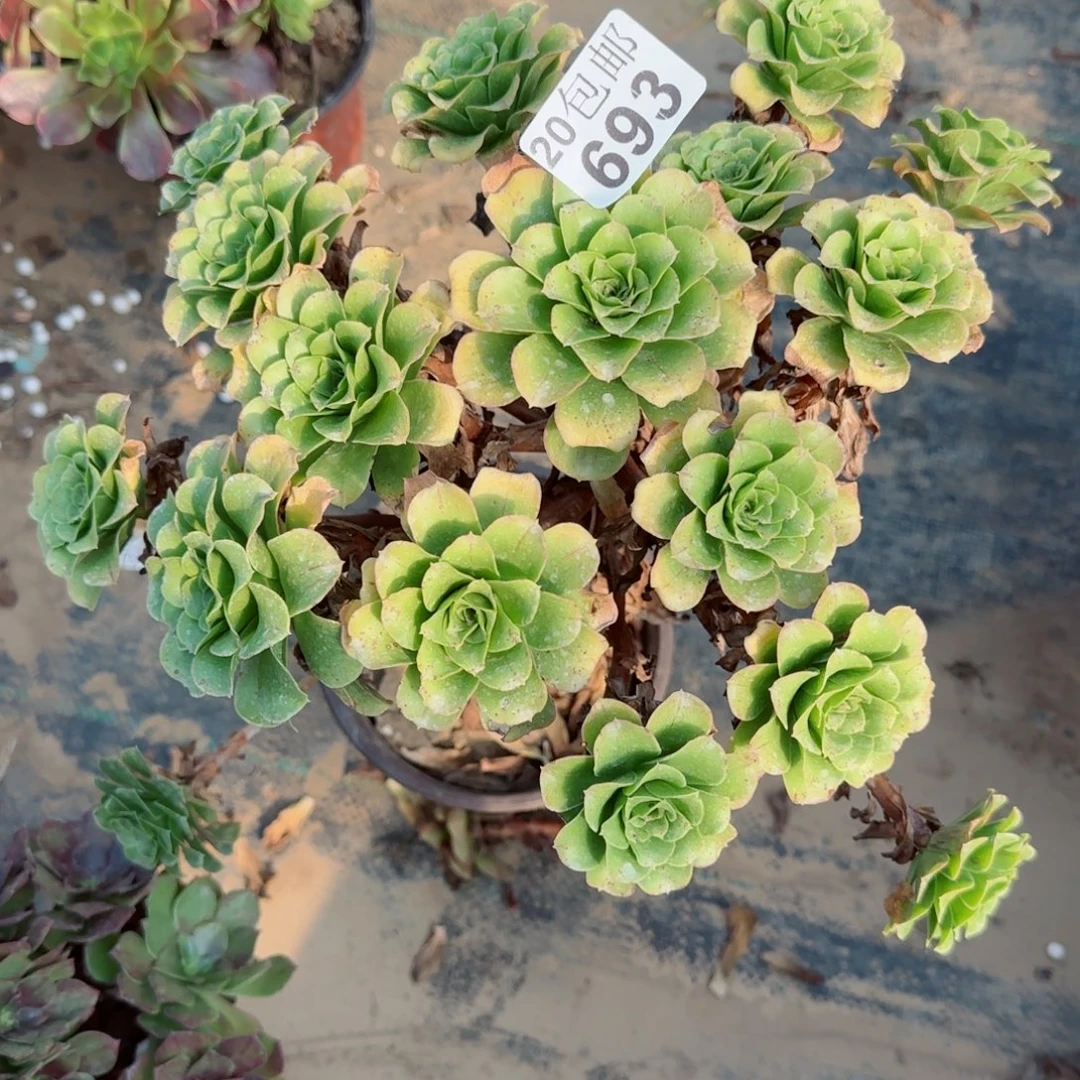 蓝色妖姬693满20包邮断枝不包