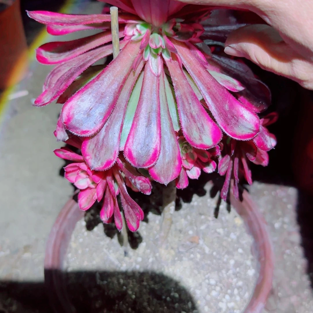 白月光法师多肉493