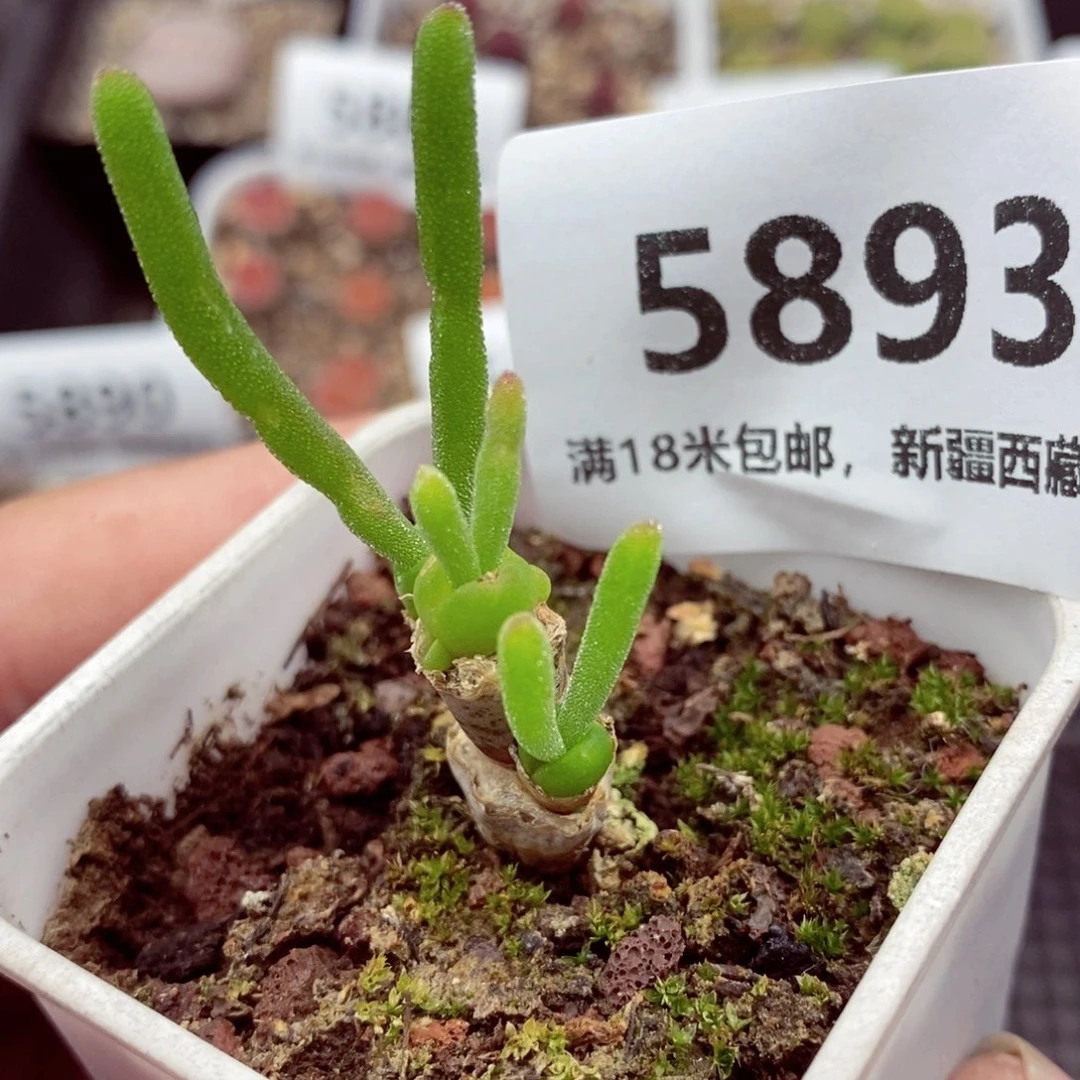 5893。
