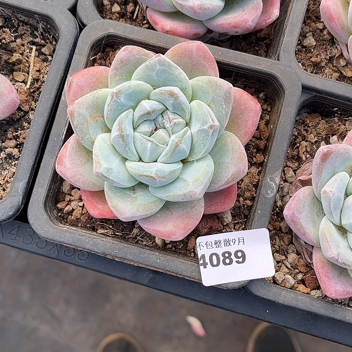 阿雅园艺。 4089