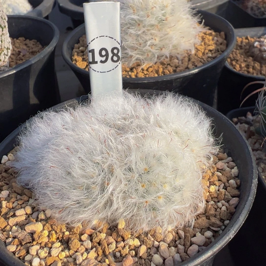 198实生根白云高砂群多肉植物带盆土