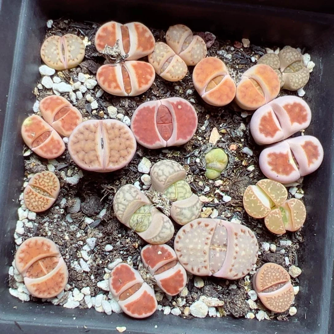 【闪购商品】 067。