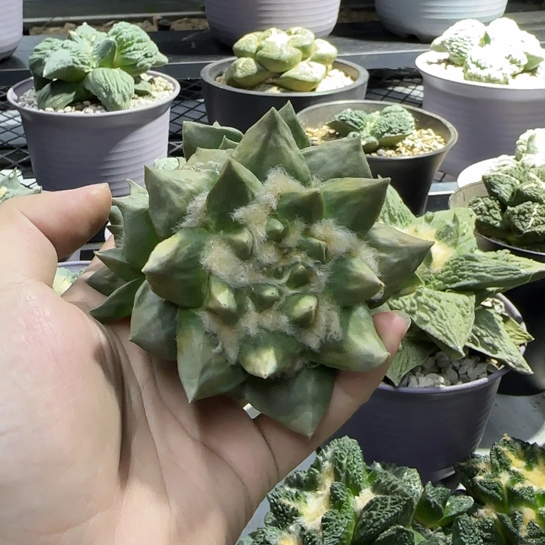 葉***一物一拍所见即所得