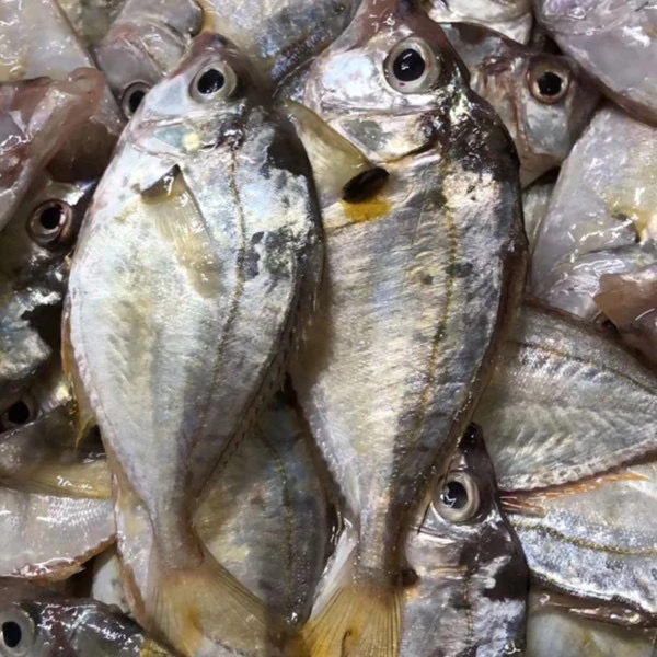 广东野生海捕油立鱼（个头小，介意勿拍）