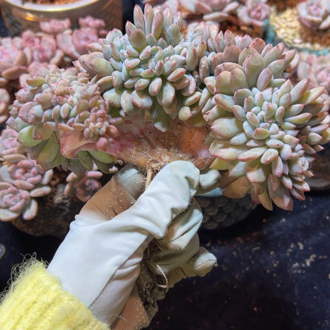 新年快乐 新年快乐