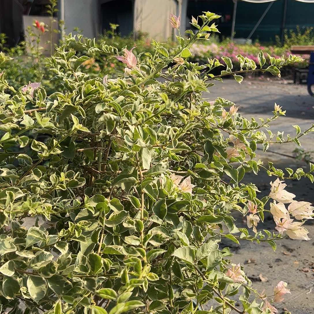 当前无花栽培后可以开花少女心一颗