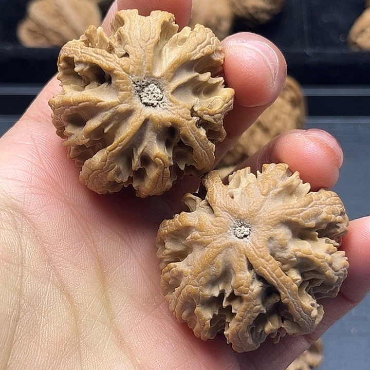 核桃秦岭突突突突突突突