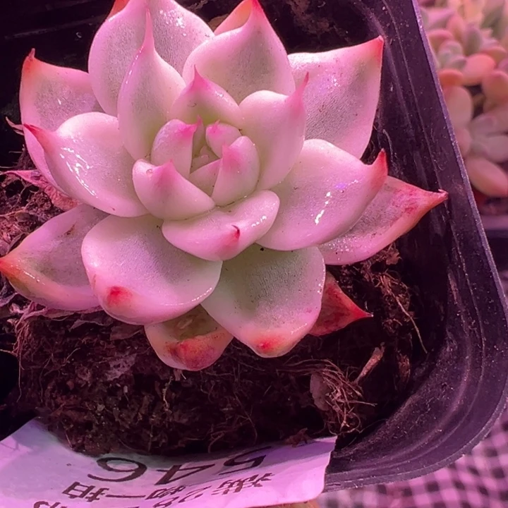 吉娃娃锦多肉植物546