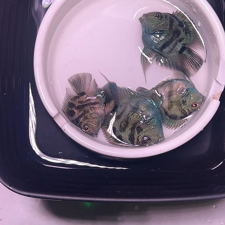 鹦鹉鱼22号，宝蓝黑尾三条